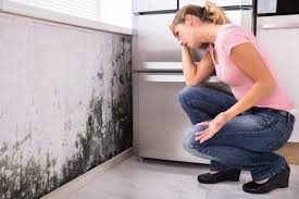 Trusted Grinnell, IA Mold Removal Services Experts